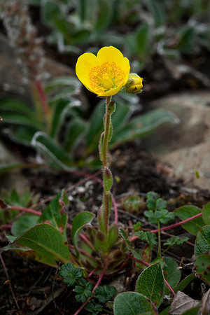 Spider Plant - Saxifraga flagellaris