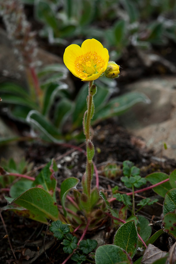 Spider Plant - Saxifraga flagellaris