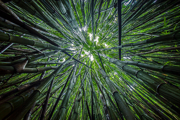Bamboo Forest