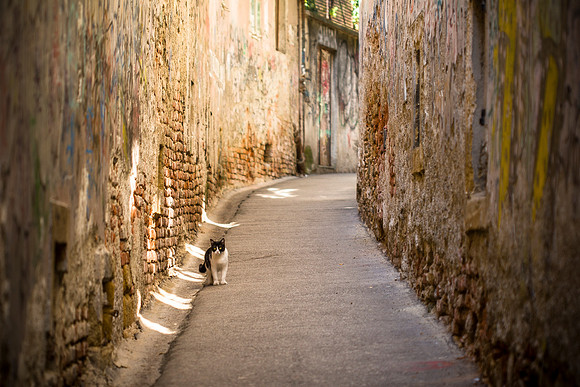 Alley Cat in Zagreb