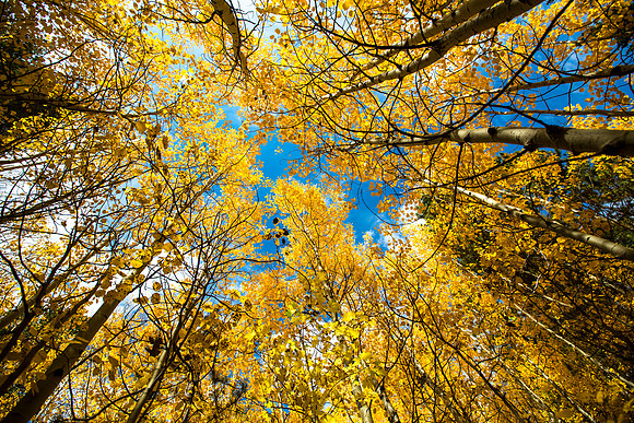 Relaxing in the Aspens