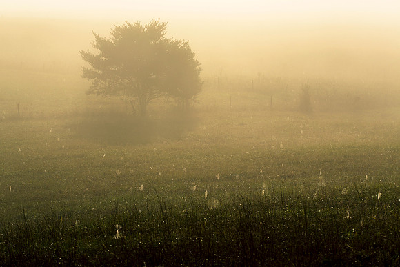Misty Morning in Cades Cove