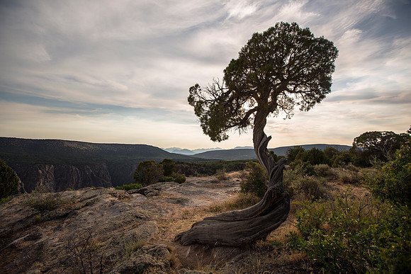 Lone Juniper