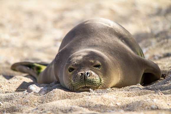 Endangered Hawaiian Monk Seal