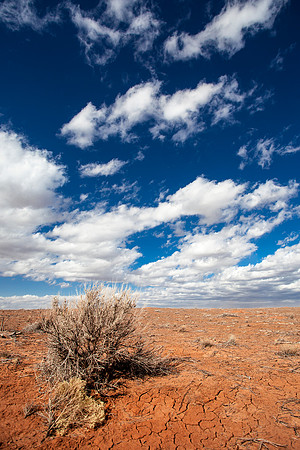 Sage Brush and Desert Sky