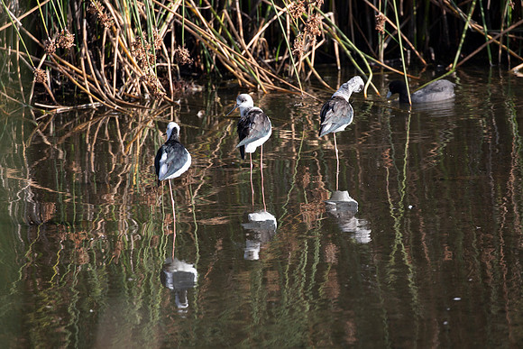 Pied stilts