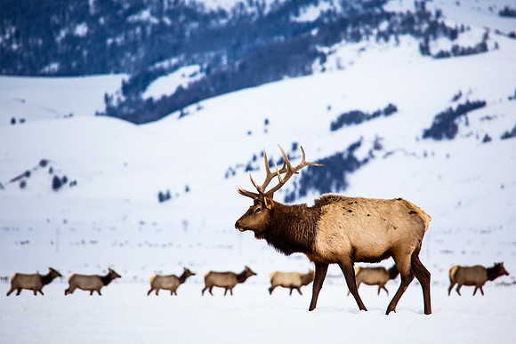 Bull Elk