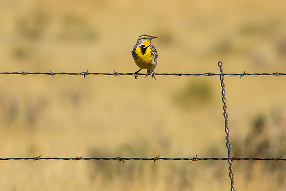 Western Meadowlark