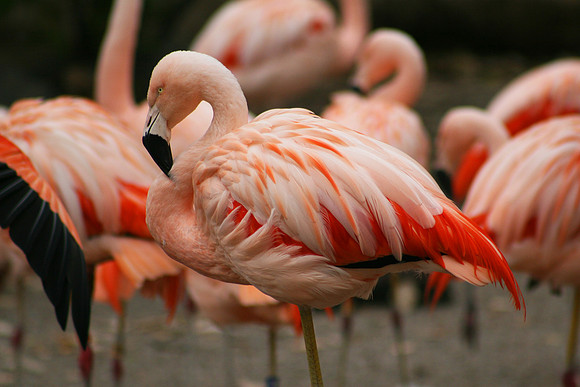 Flamingo