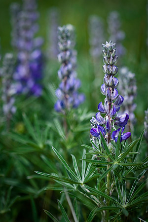 Silky Lupine