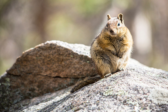 Meatball Squirrel