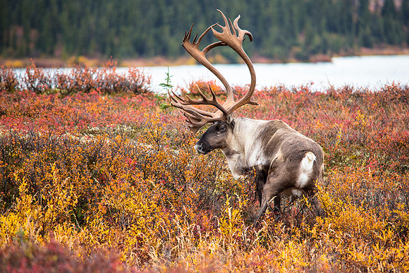 Bull Caribou at Wonder Lake (2)