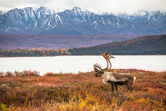 Bull Caribou at Wonder Lake (3)