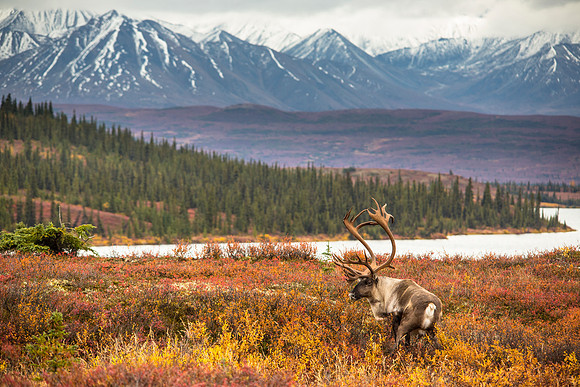 Bull Caribou at Wonder Lake