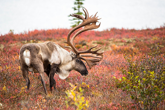 Bull Caribou Profile