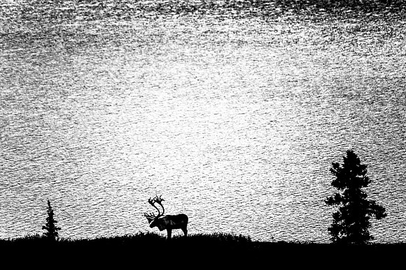 Bull Caribou Silhouette