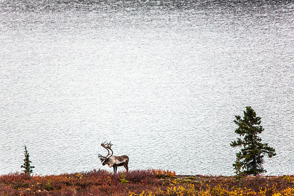 Bull Caribou Silhouette (2)