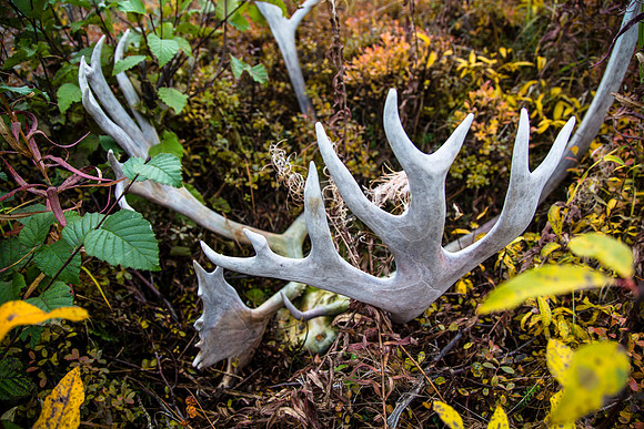 Caribou Rack in the Tundra