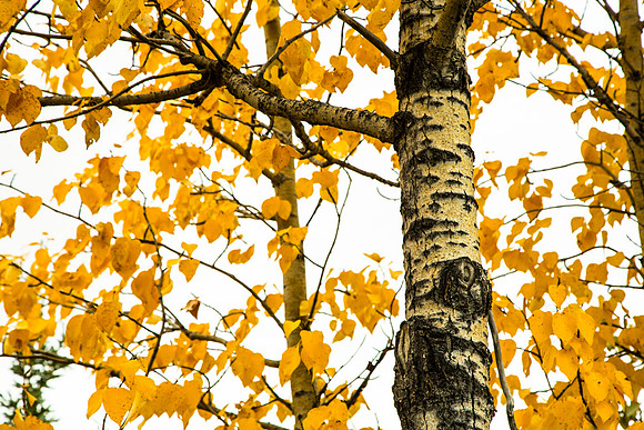 Fall Cottonwoods