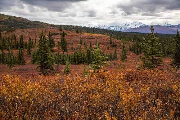 Fall in Wonder Lake Campground