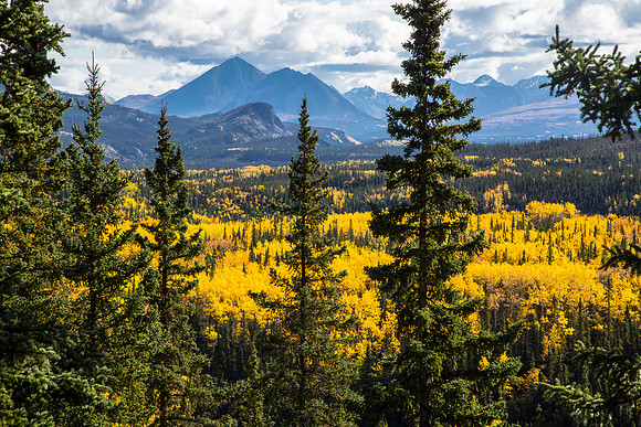 Golden Aspens and Pyramid Mountain (2)