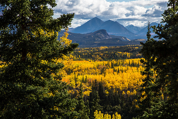 Golden Aspens and Pyramid Mountain
