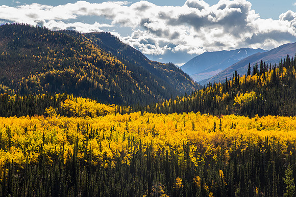 Golden Aspens