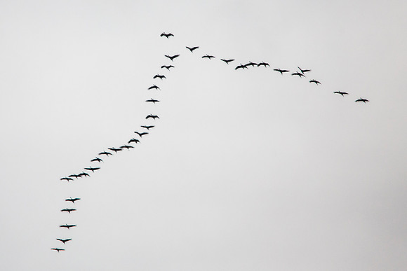 Sandhill Crane Migration