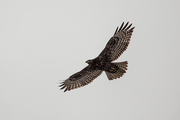 Northern Harrier - Circus cyaneus