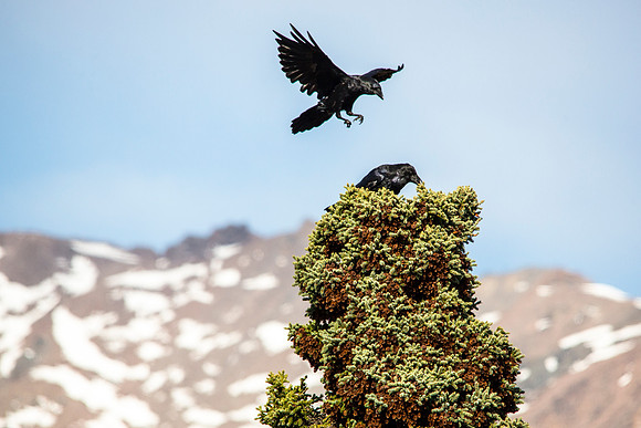 Ravens