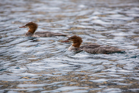 Common Mergansers - Mergus merganser