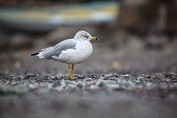 Ring-billed Gull - Lanus delawarensis