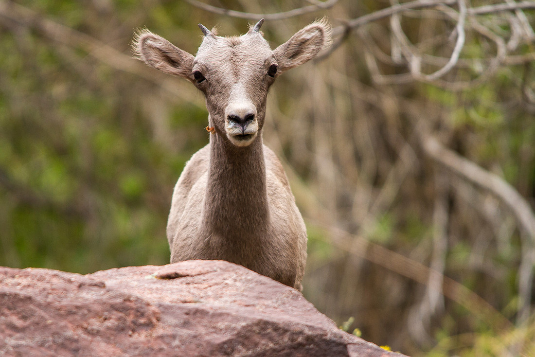Baby Desert Bighorn