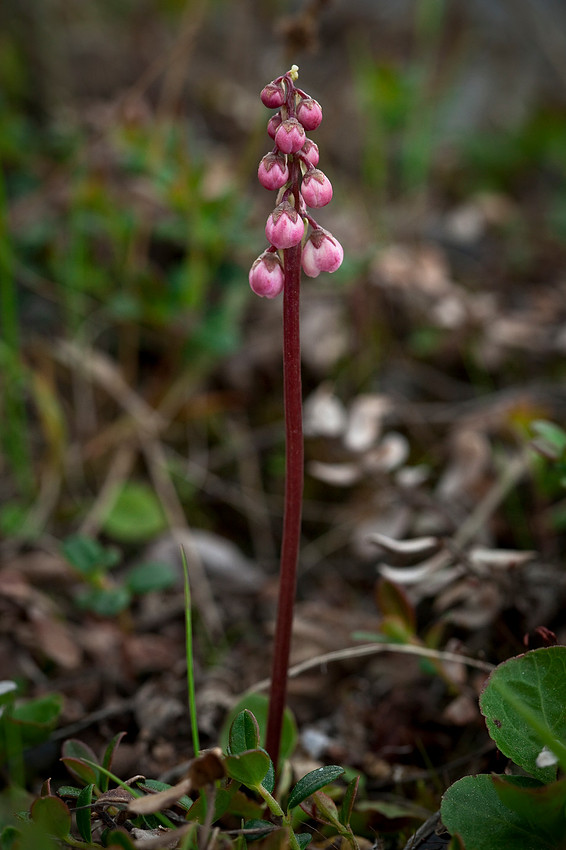 Small-flowered pyrola - Pyrola minor