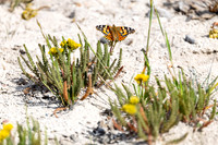 Painted lady (Vanessa cardui) resting in the sun