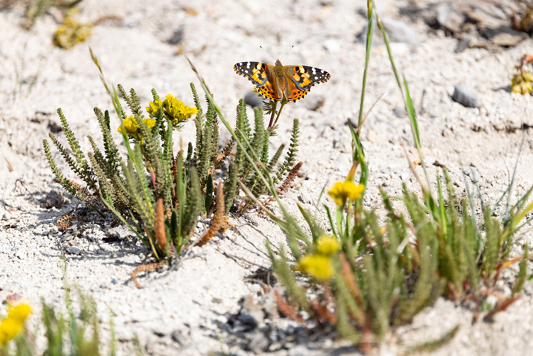 Painted lady (Vanessa cardui) resting in the sun