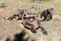 Views along the Mary Mountain Trail: bear-cached bison carcass (