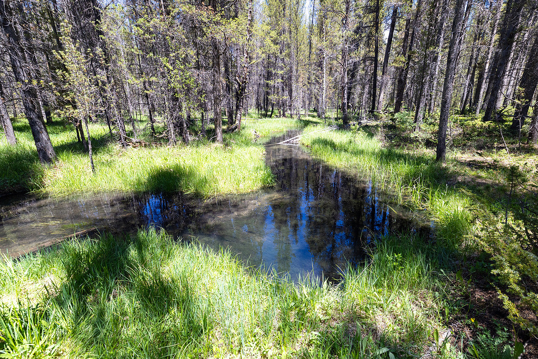 Views along the Mary Mountain Trail: crossing Magpie Creek