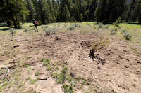 Views along the Mary Mountain Trail: bear-cached bison carcass