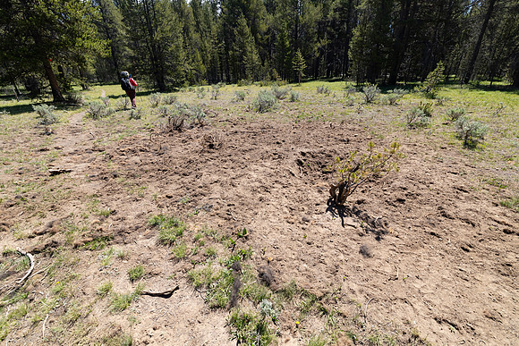 Views along the Mary Mountain Trail: bear-cached bison carcass