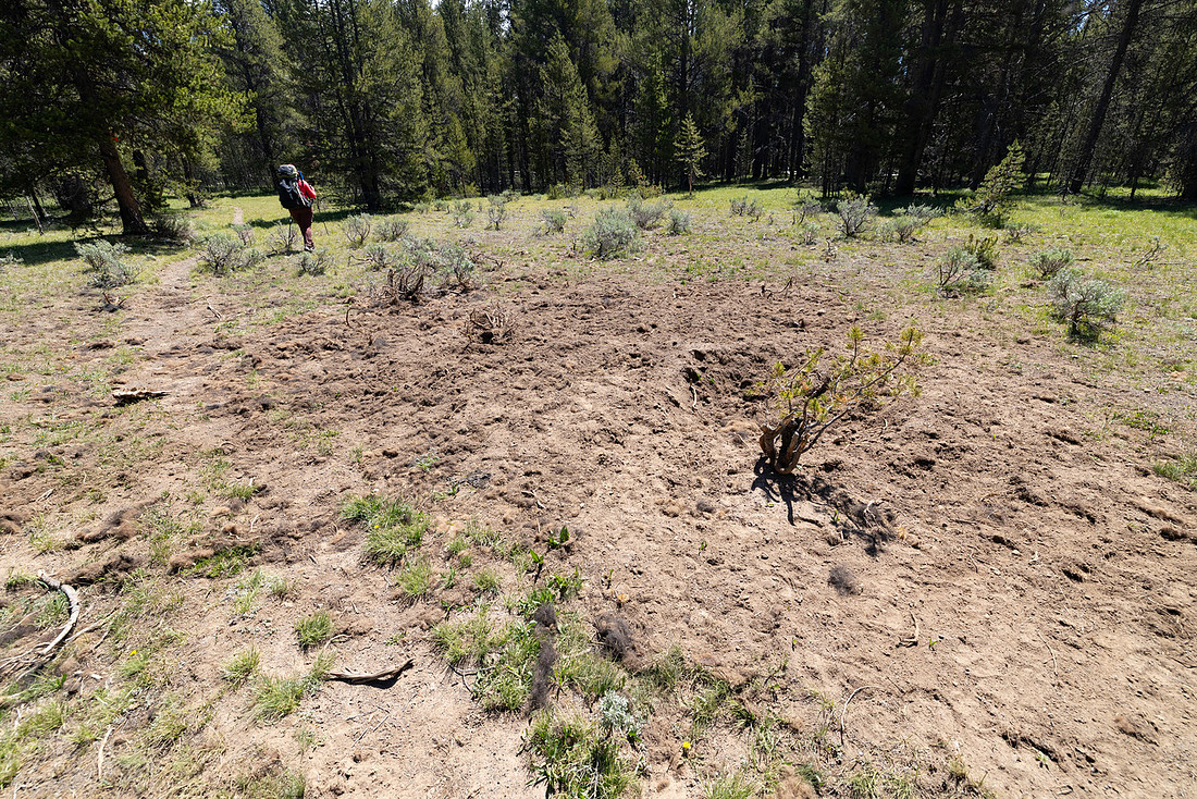 Views along the Mary Mountain Trail: bear-cached bison carcass