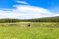 Views along the Mary Mountain Trail: bull bison in a meadow