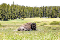 Views along the Mary Mountain Trail: bull bison in a wallow