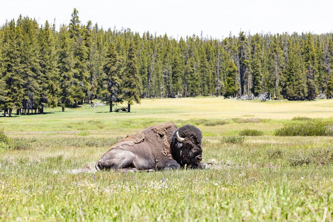 Views along the Mary Mountain Trail: bull bison in a wallow