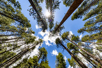 Views along the Mary Mountain Trail: lodgepole forest