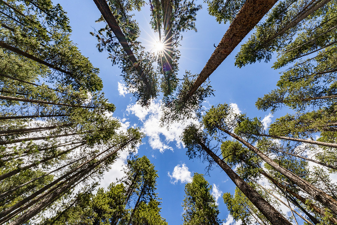 Views along the Mary Mountain Trail: lodgepole forest