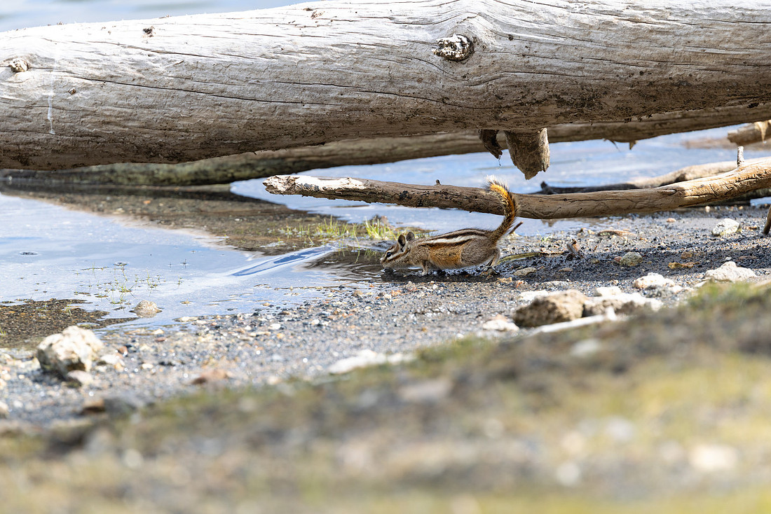 Chipmunk takes a drink of water from Mary Lake