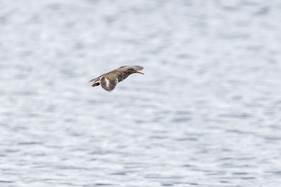 Spotted sandpiper (Actitis macularius) flying along the shore of