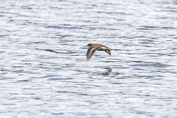 Spotted sandpiper (Actitis macularius) flying along the shore of