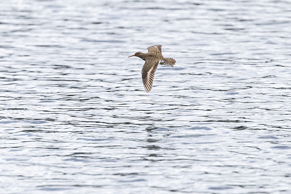 Spotted sandpiper (Actitis macularius) flying along the shore of